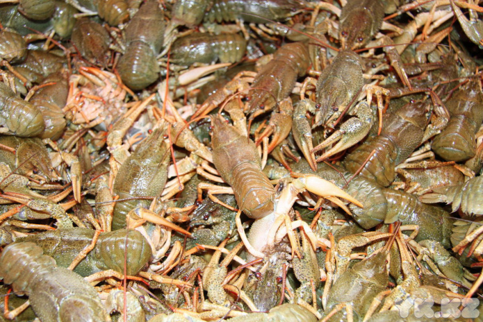 Эх, хвост, чешуя (+фото)